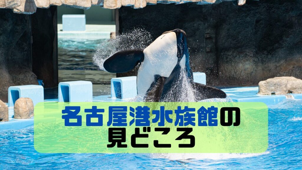 親子で楽しむ、シャチ水族館 国内唯一」の珍しい水族館4選 シャチショー＆ジュゴンも | いこーよ