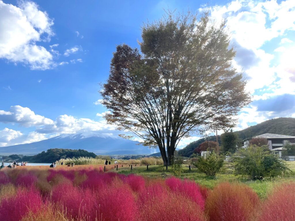 大石公園　コキア　河口湖