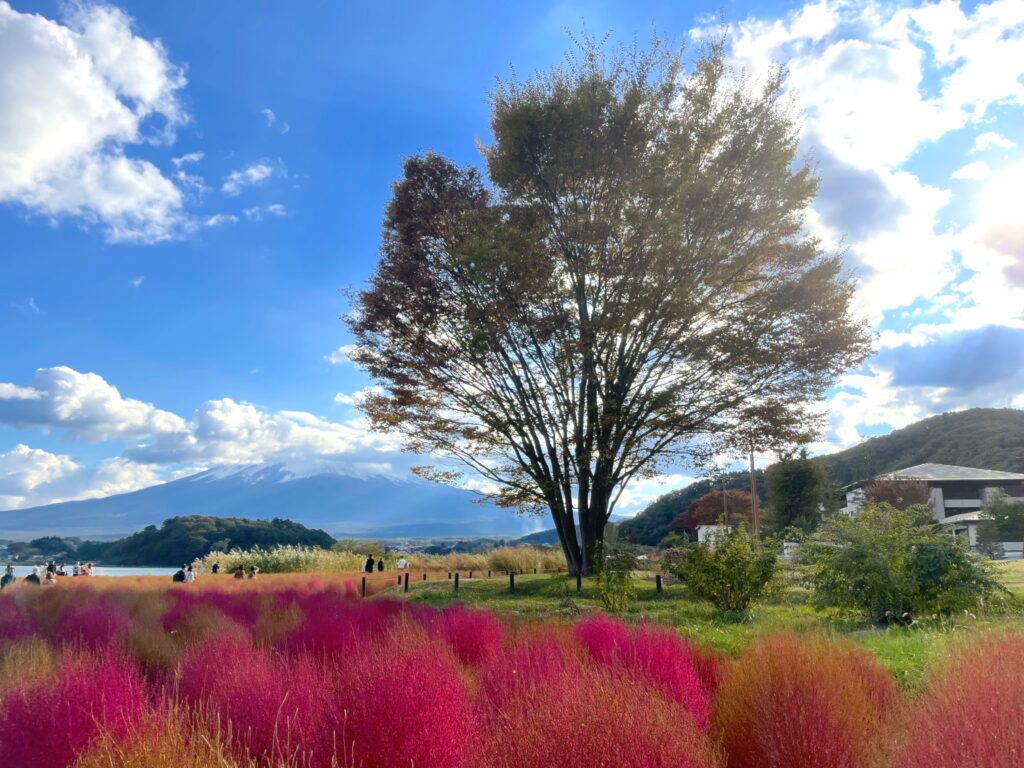 大石公園 コキア 河口湖