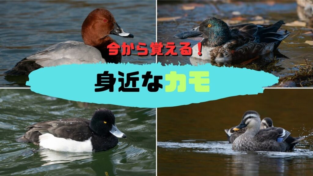 小さいカモしらんけど 第346話 日本最小のカモ～コガモ～ | はれときどきカメラ*