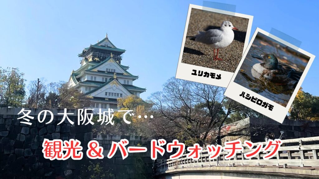 大阪城公園でソロ・バードウォッチング | Birdwatching tour