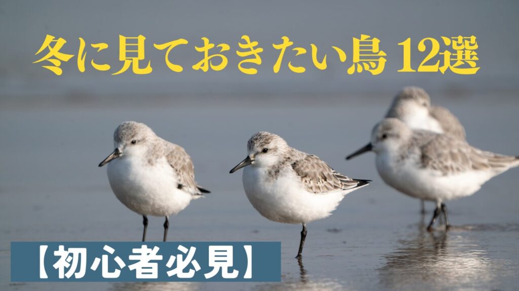 ミユビシギを背景にしたサムネ画像