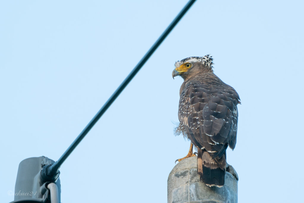 カンムリワシ 石垣島
