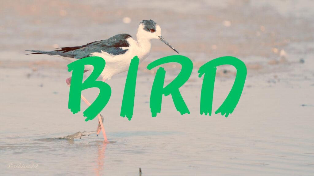 BIRD