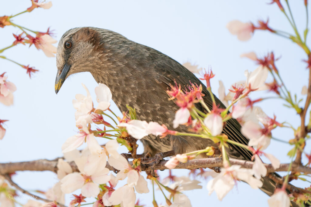 ヒヨドリ　ソメイヨシノ　サクヒヨ