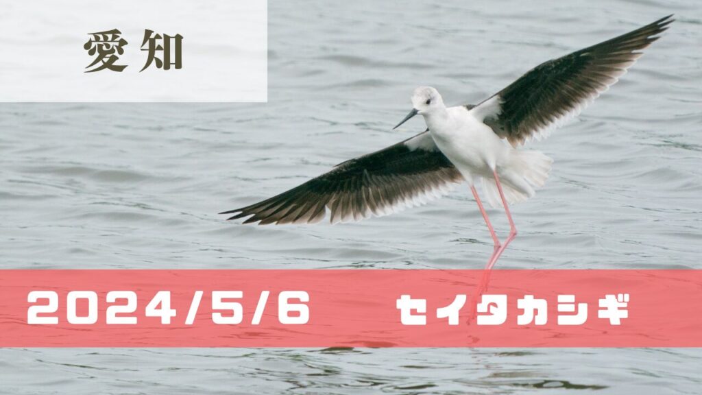 鳥 BIRDER（バーダー） 2010年4月号 (発売日2010年03月16日) | 雑誌