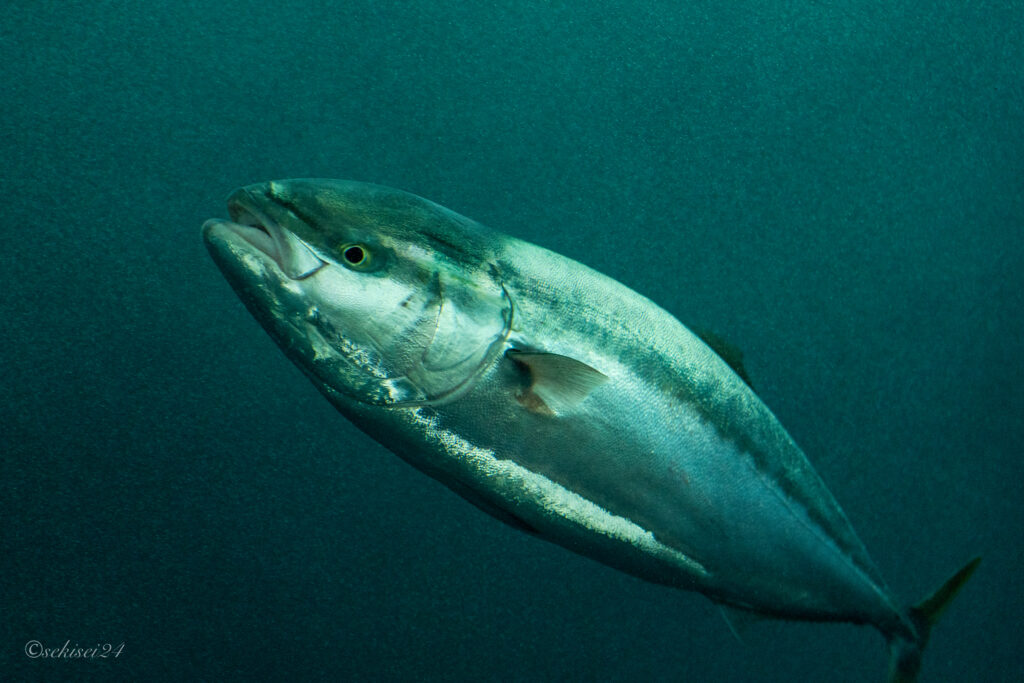 四国水族館のブリ