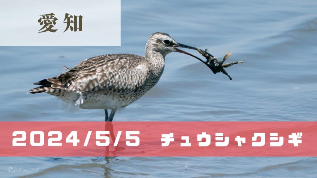 2024/5/5の鳥見 | Banzokuの鳥&旅ブログ