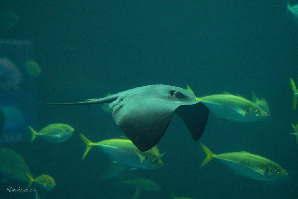 四国水族館のエイ