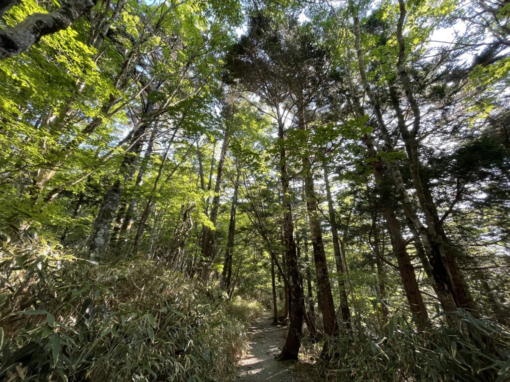 大台ケ原の林内