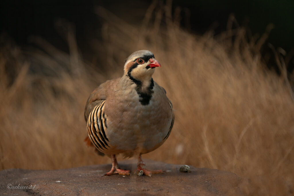 掛川花鳥園のイワシャコ