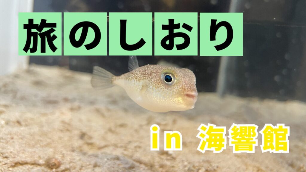 魅力しかない!!市立しものせき水族館 海響館の見どころ | Banzokuの鳥&旅ブログ