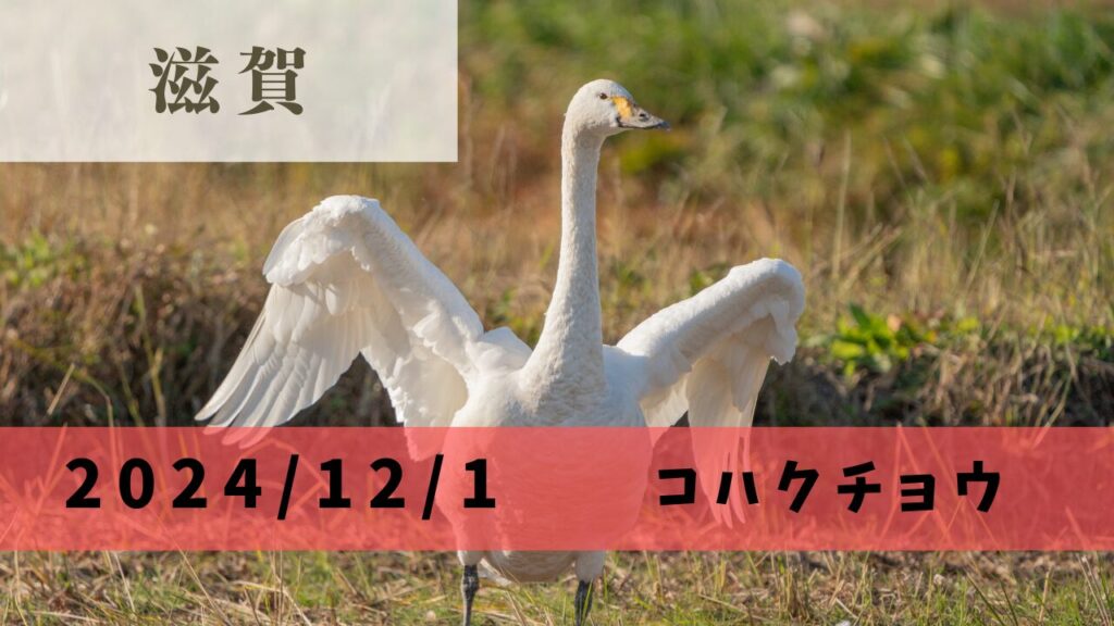 サムネ