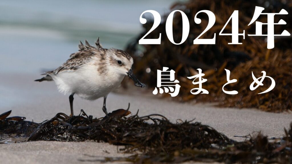 BIRDER4月号の見どころ｜ブンイチ（文一総合出版）