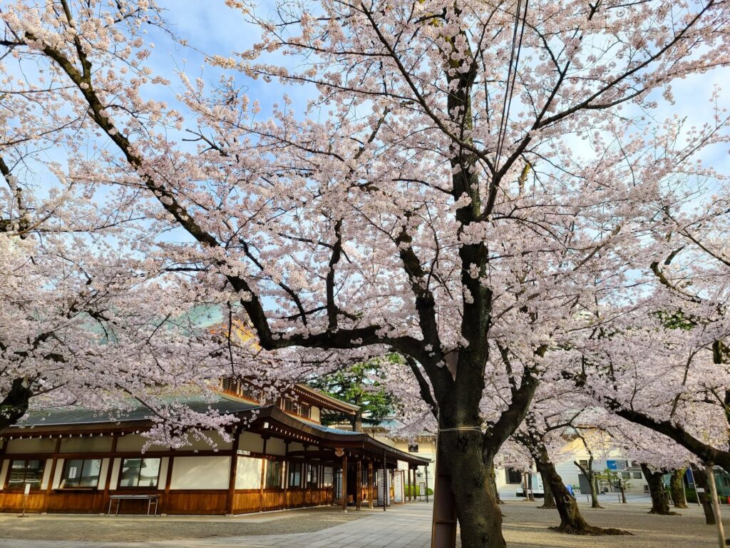 靖国神社の桜