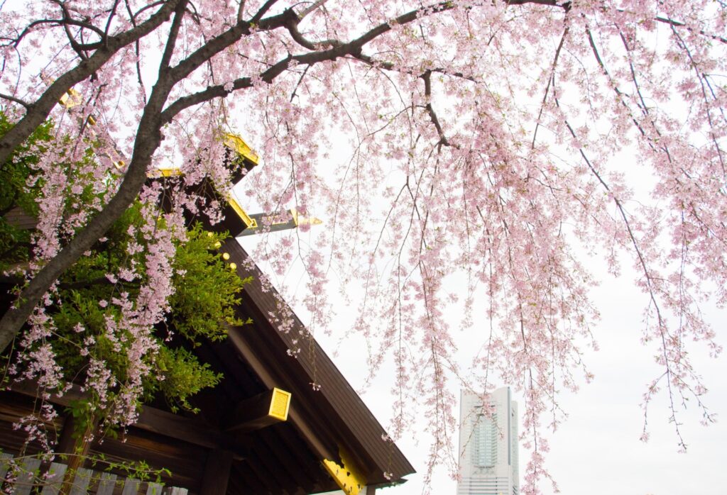 伊勢山皇大神宮の桜