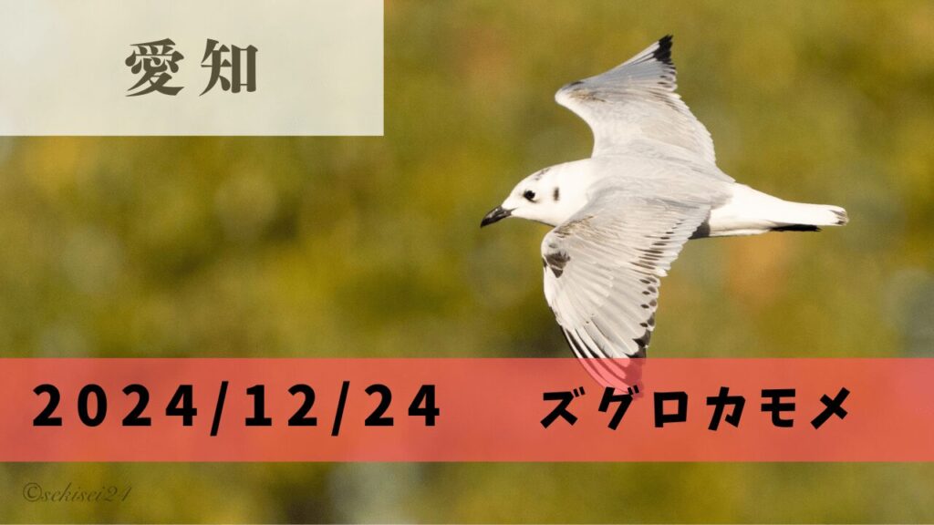 鳥見サムネ