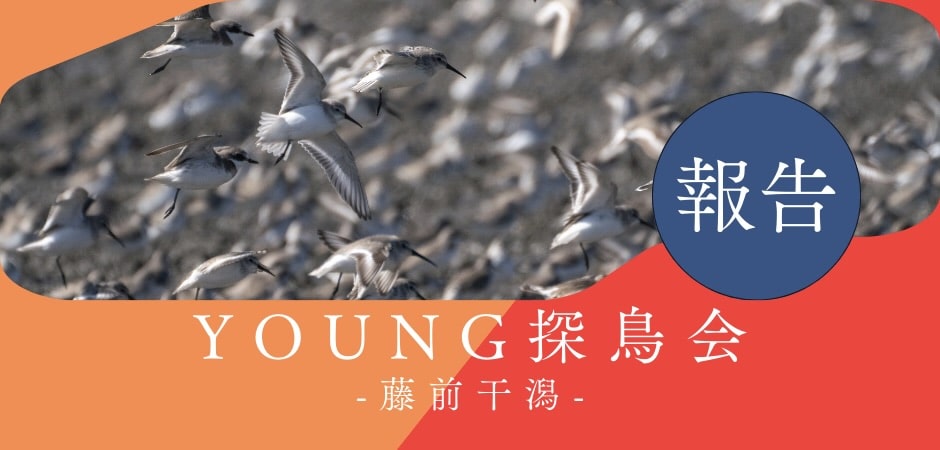 YOUNG探鳥会