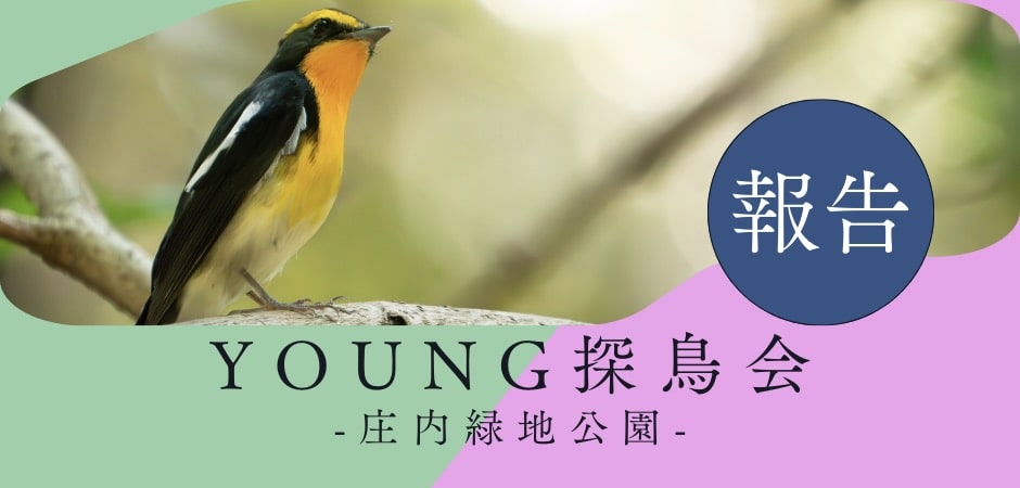 ヤング探鳥会のバナー