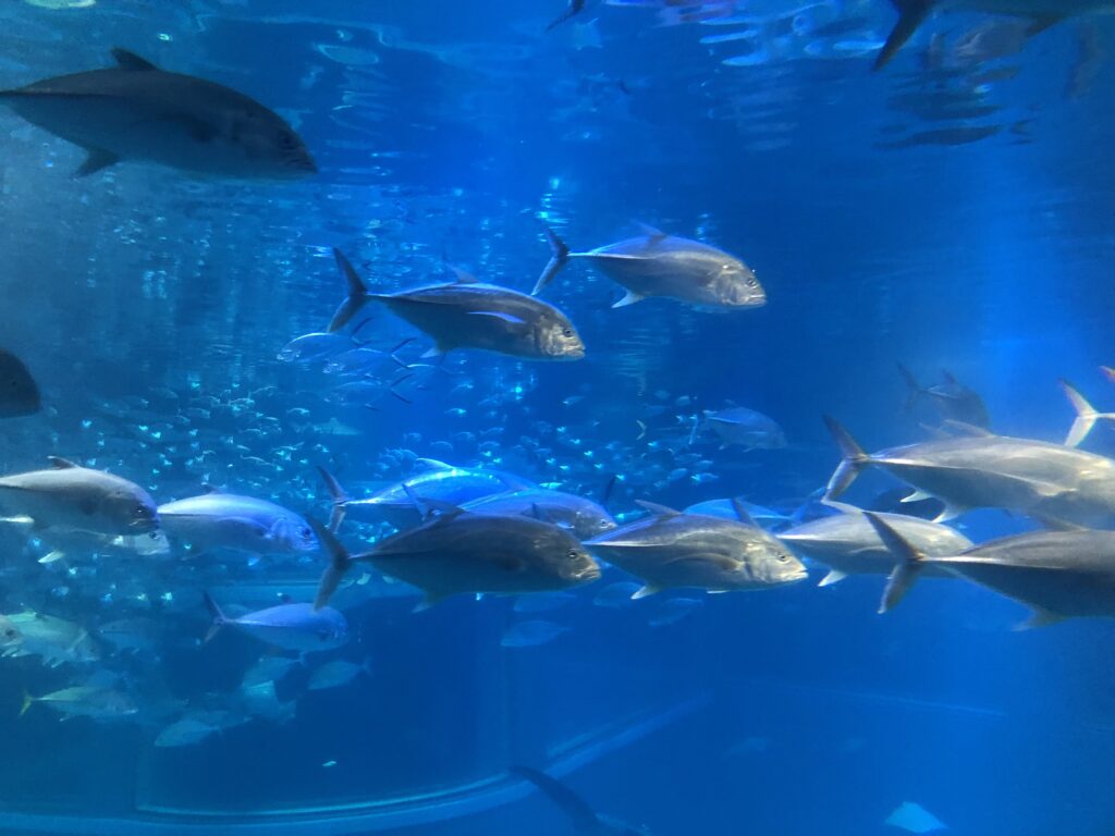 海遊館 魚
