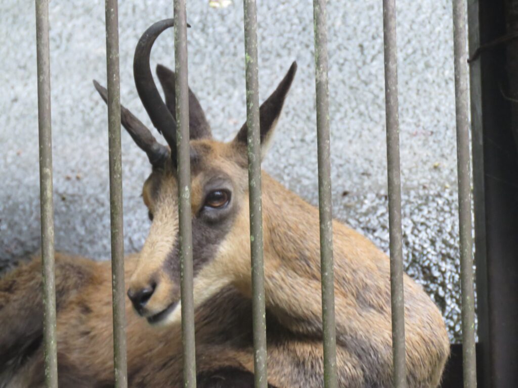 シャモア
