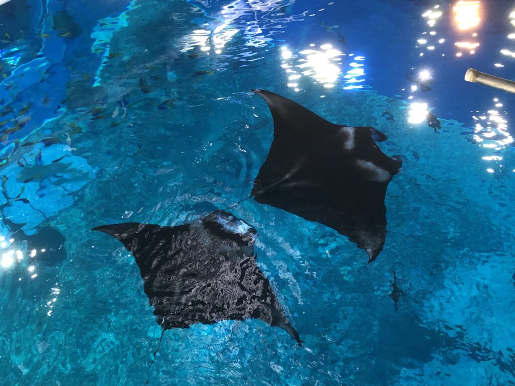 ナンヨウマンタ