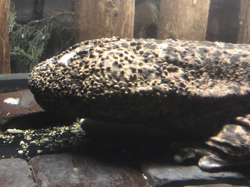 オオサンショウウオ