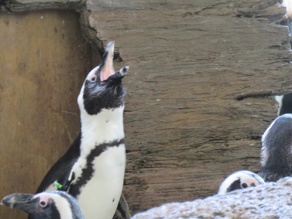 ケープペンギン