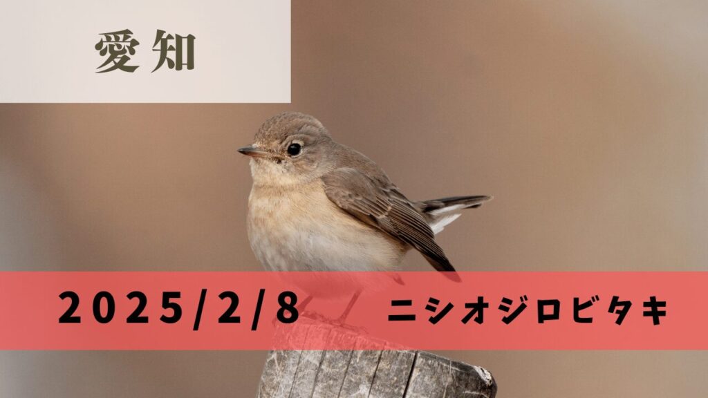 小さなバードカービング オジロビタキ（子） 野鳥 IMG_0298-823x500.jpg