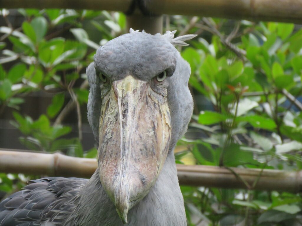 ハシビロコウ