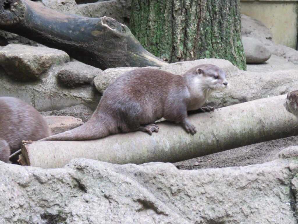 コツメカワウソ