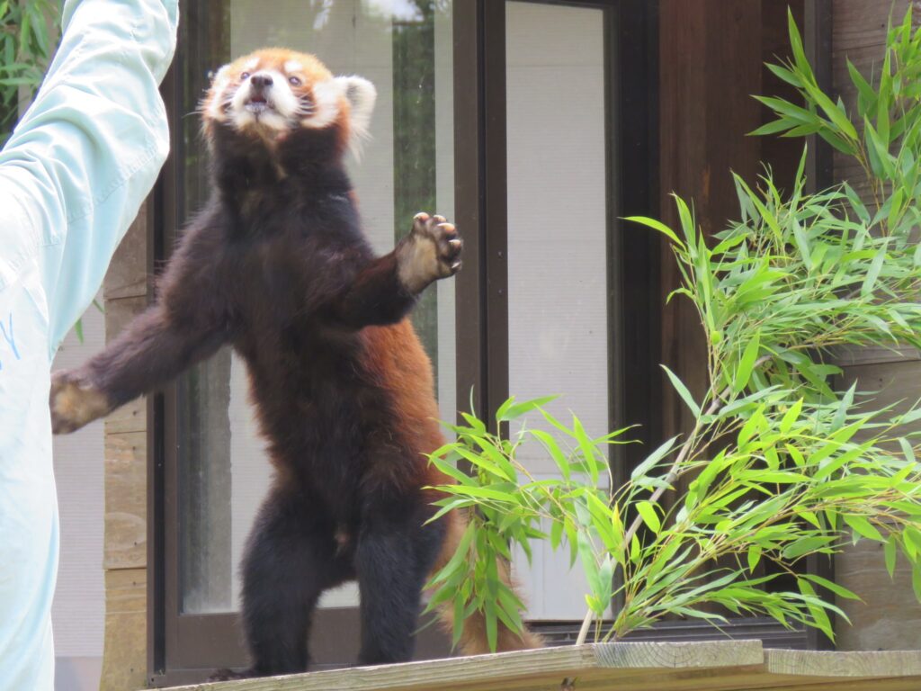 レッサーパンダ