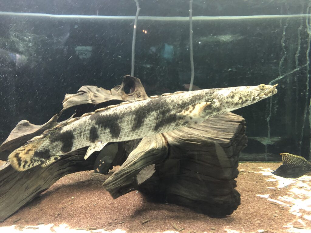 富士湧水の里水族館