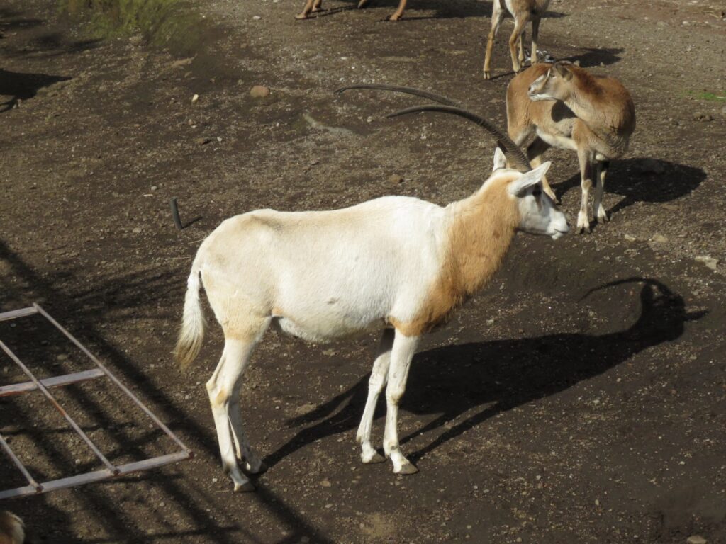 シロオリックス