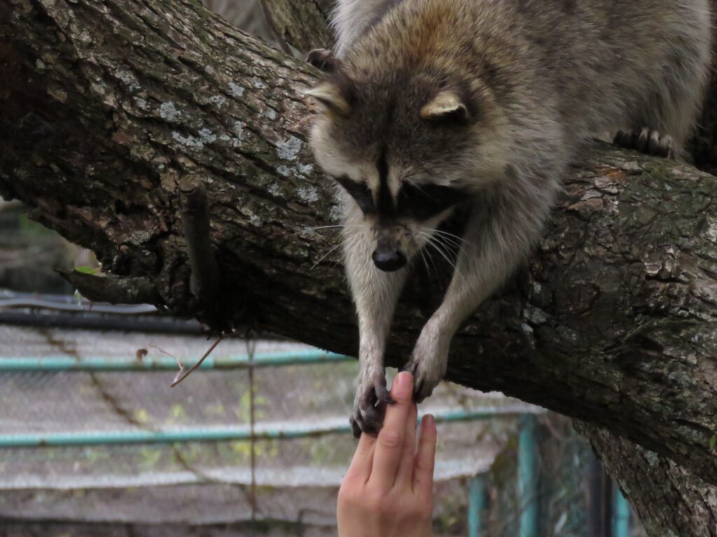 アライグマ