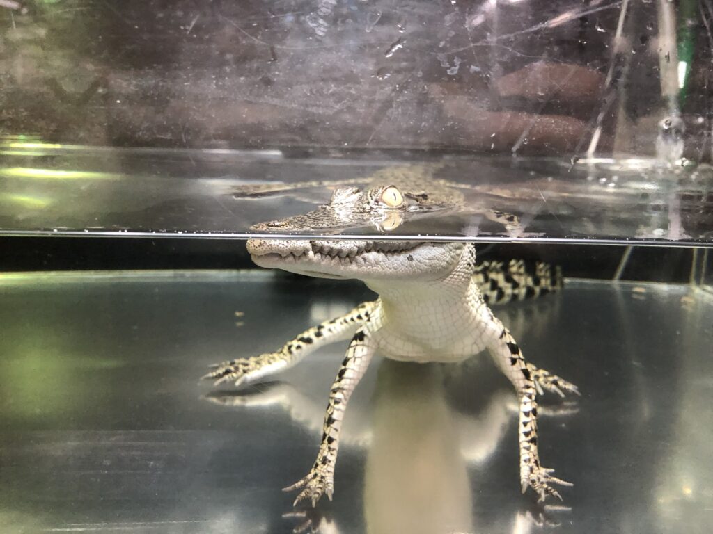 別府地獄めぐり ワニ