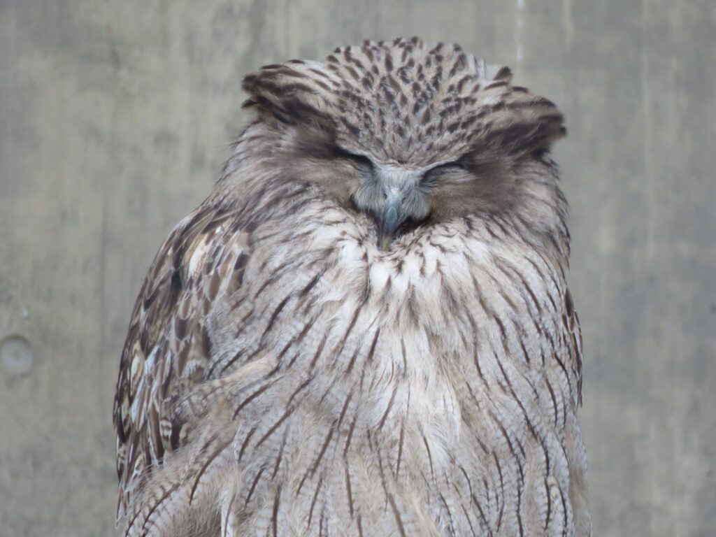 旭山動物園 シロフクロウ