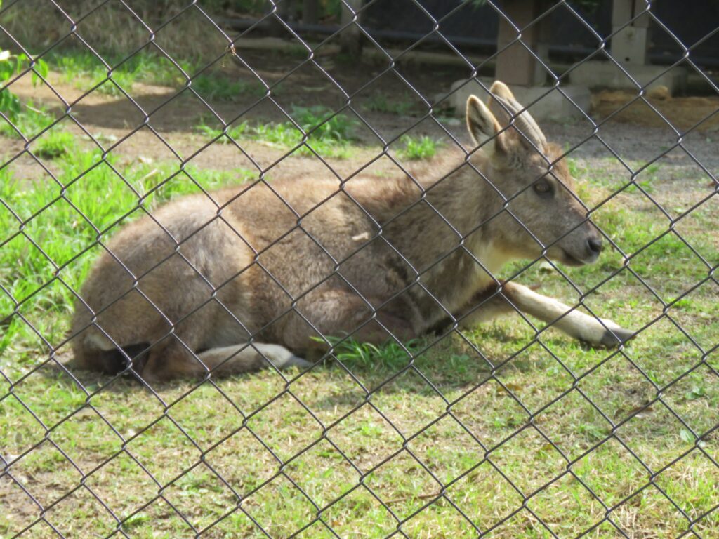 オナガゴーラル