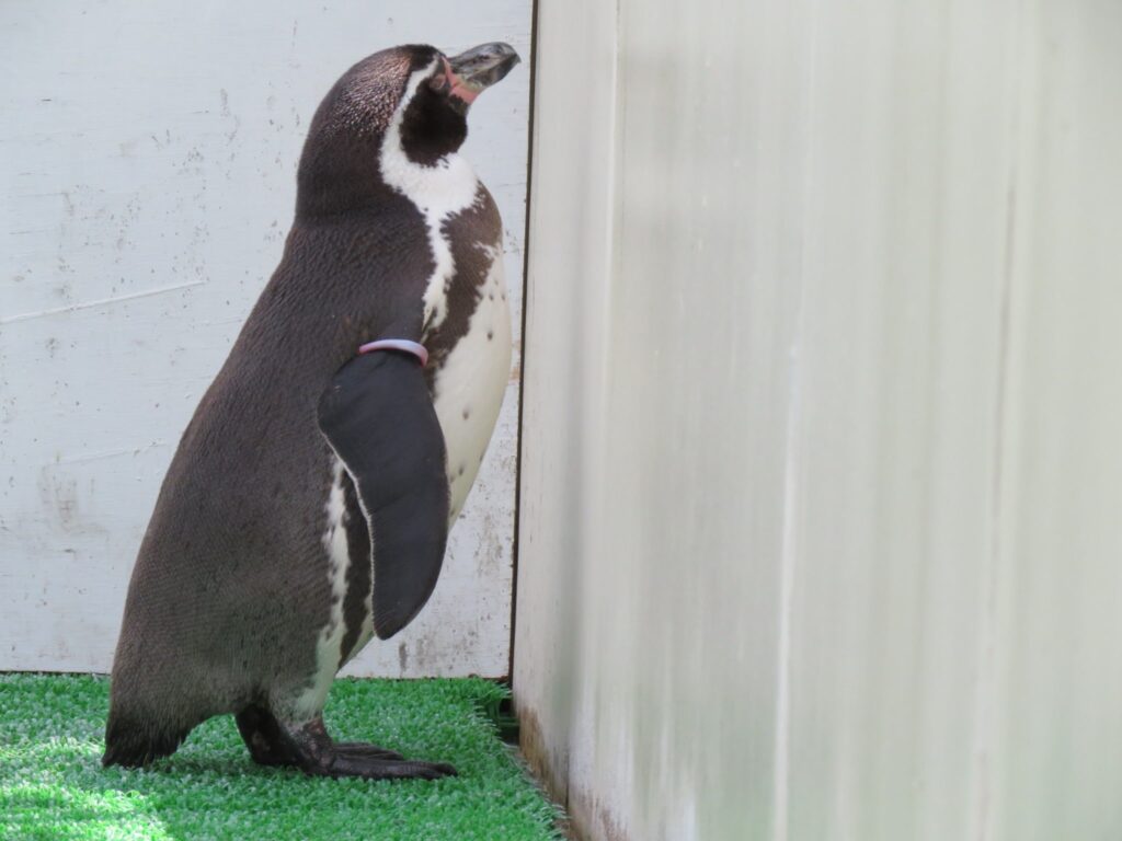 フンボルトペンギン:ナンテン