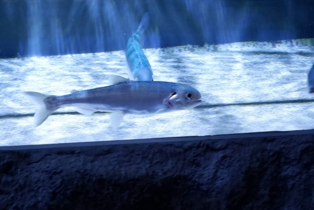 クニマス