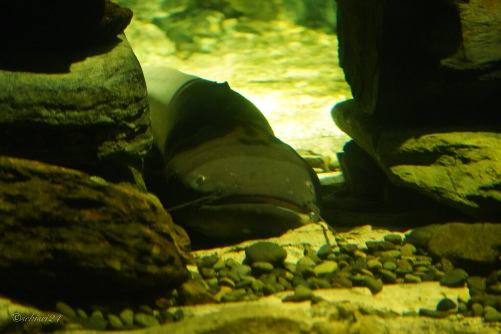 琵琶湖博物館 ビワコオオナマズ