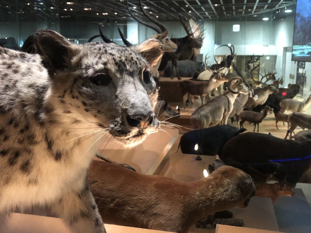 国立科学博物館 ヨシモトコレクション