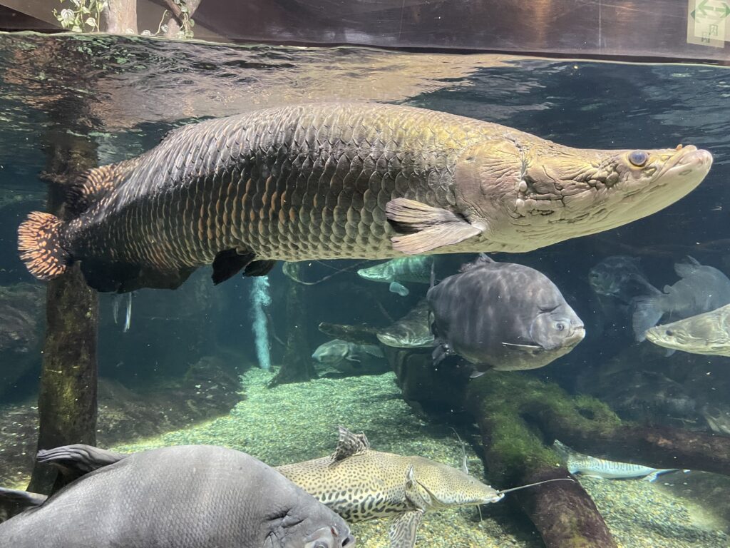 ピラルク