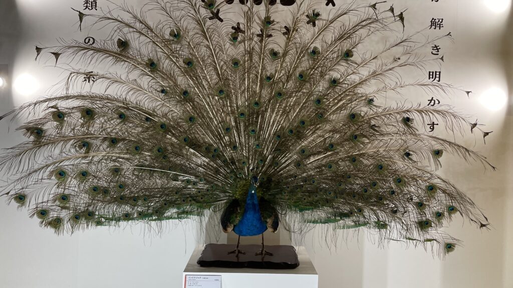 国立科学博物館 特別展「鳥」鳥展 インドクジャク