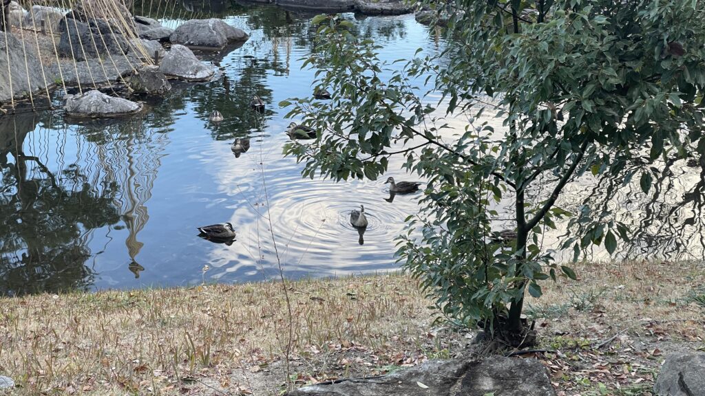 白鳥庭園