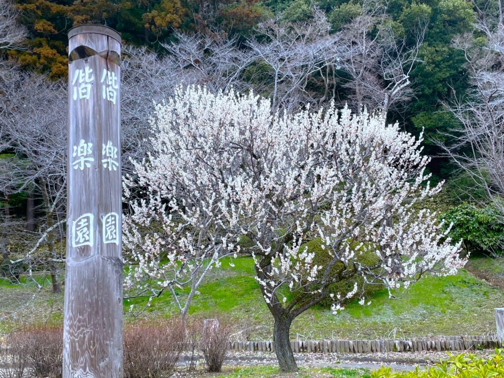 偕楽園 梅