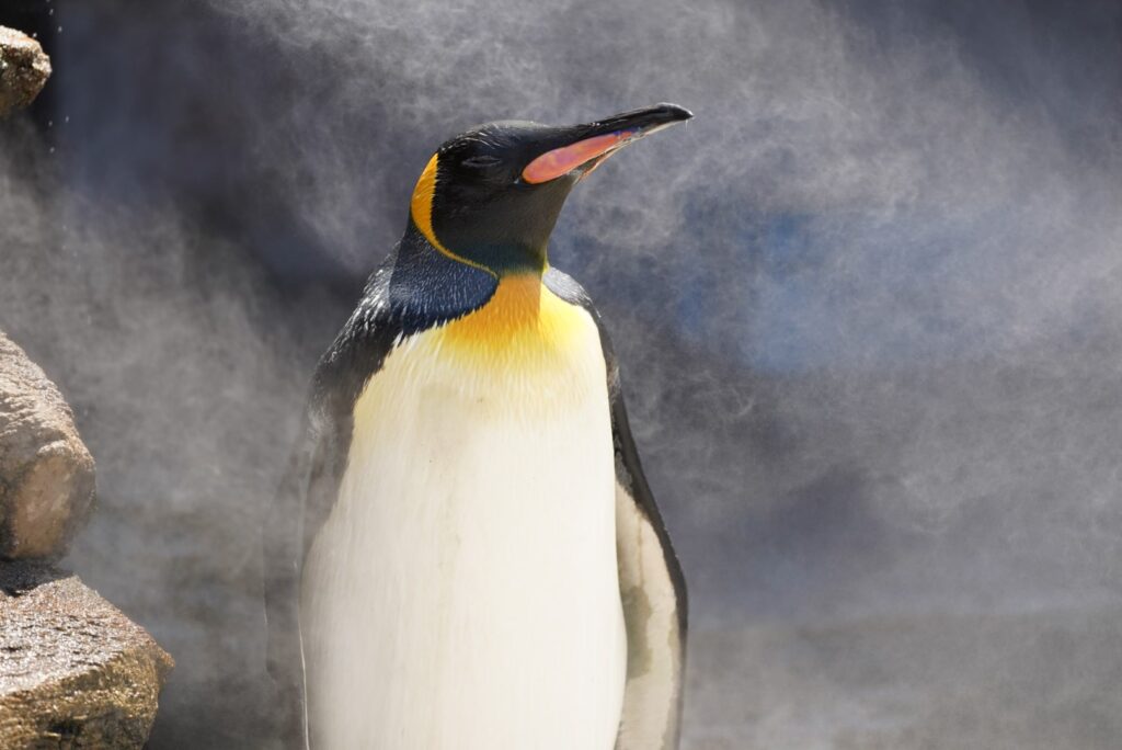 キングペンギン