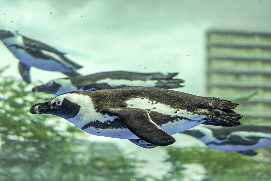 サンシャイン水族館 ケープペンギン