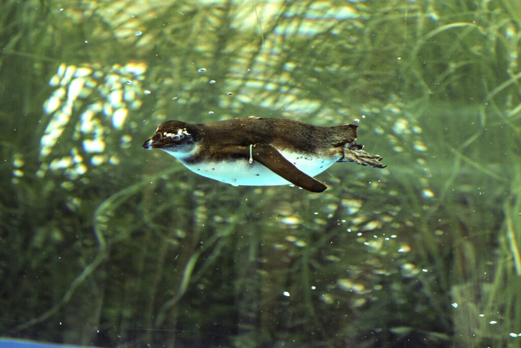 サンシャイン水族館 ケープペンギン