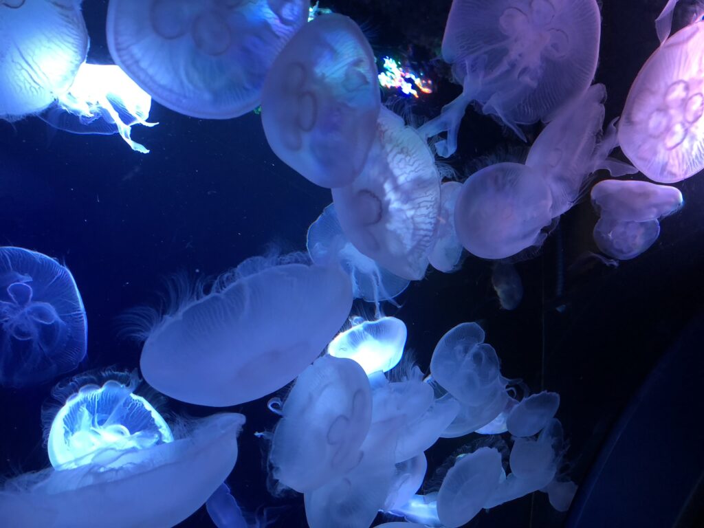 サンシャイン水族館